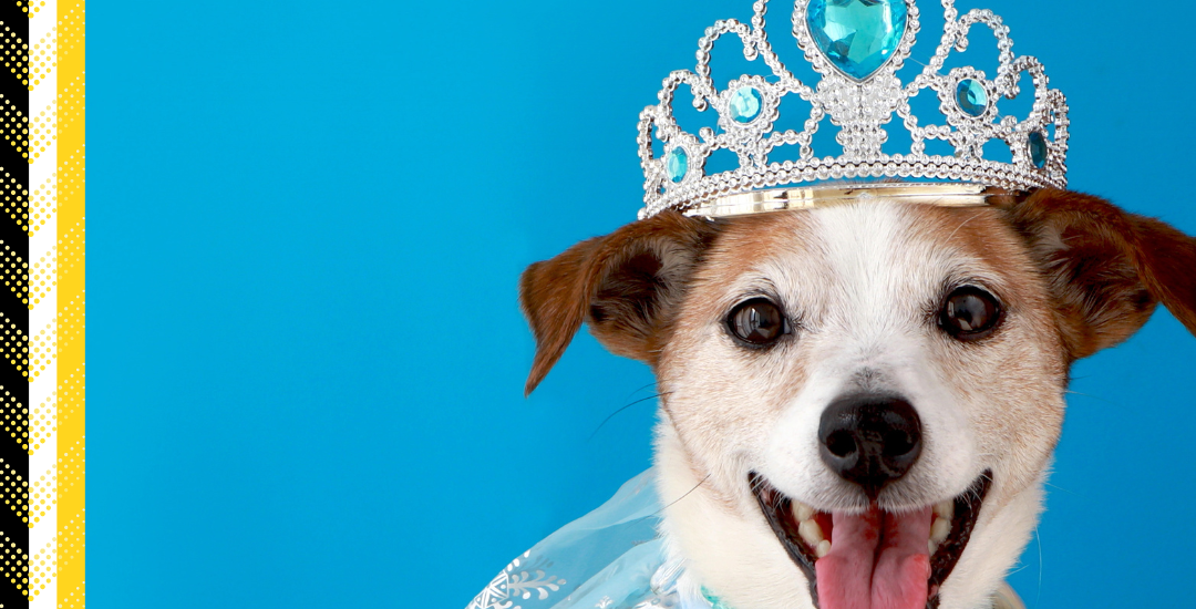 Paw Pageant